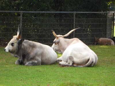 Farm lying horns