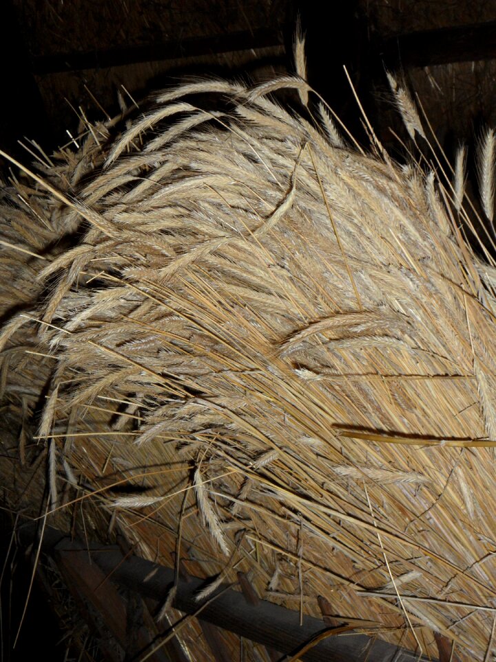 Tufts grain harvest