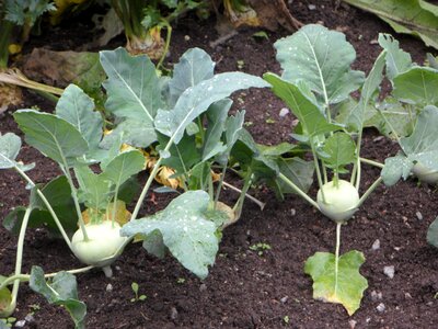 Vegetables cultivation gardeners photo