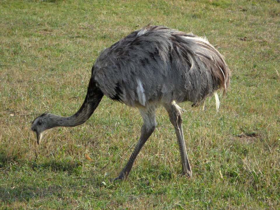 Peck plumage flightless bird