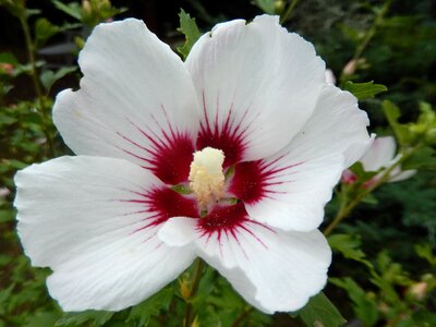 Hibiscus flower nature