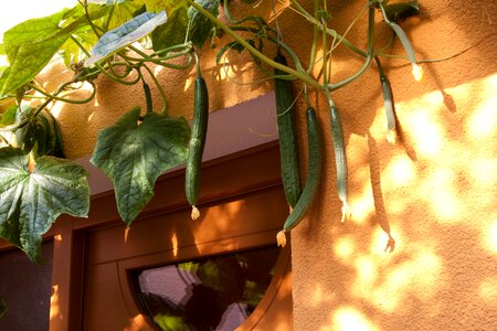 Economically significant vegetable art use