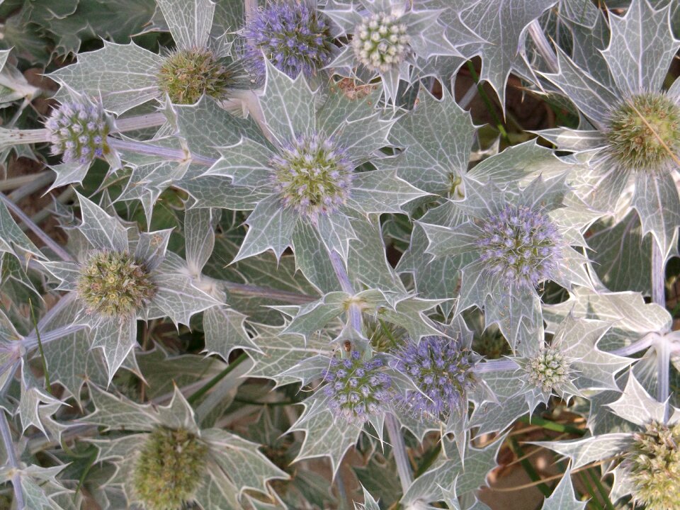 Thistle plant dunes