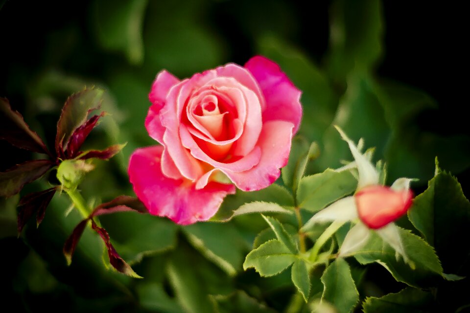 Flowers red pink