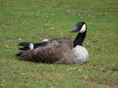 Bird animal meadow