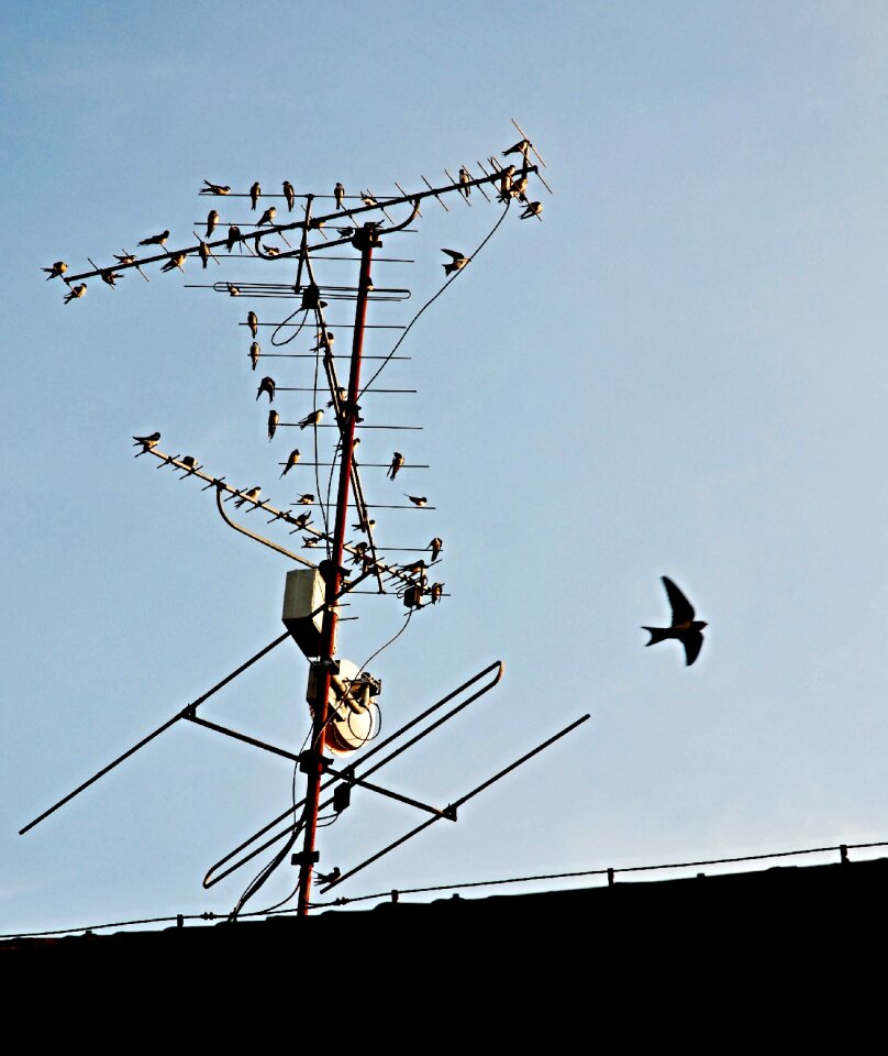 Antenna roof houfování