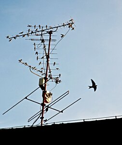 Antenna roof houfování