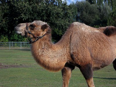 Zoo tiergarten desert ship photo