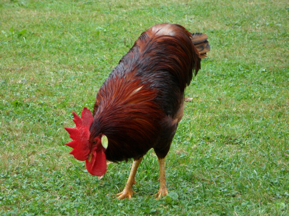Strut chicken run bird