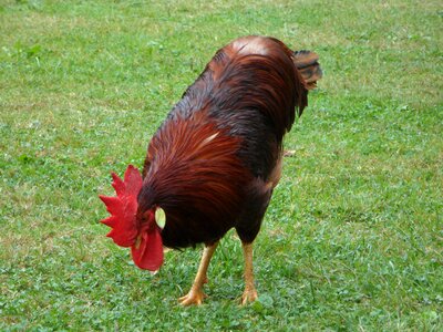 Strut chicken run bird photo