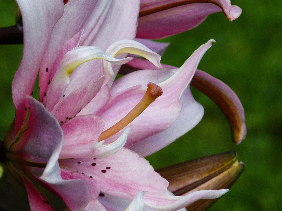 Floral bloom petal