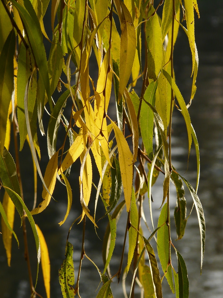 Salix alba pasture sali