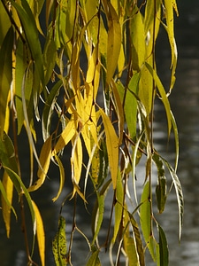 Salix alba pasture sali