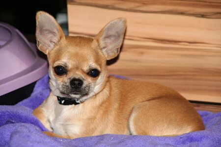 Dogs puppies chihuahua