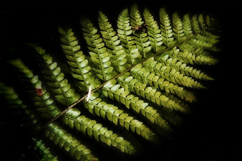 Nature green leaf
