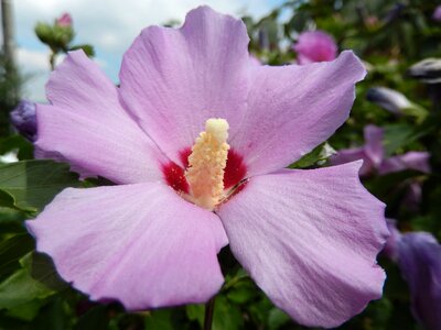 Flower pink macro photo