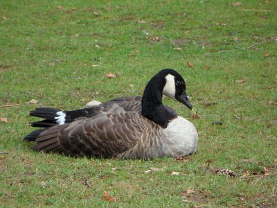 Bird animal meadow