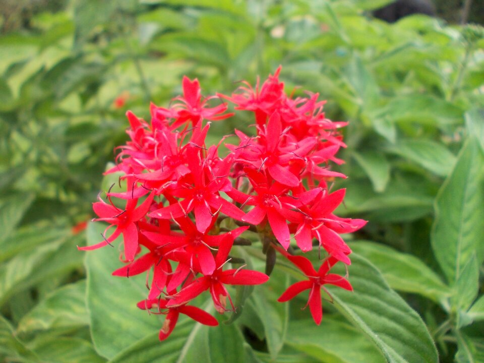 Sri lanka peradeniya ceylon