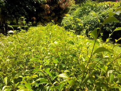 Garden nature peradeniya photo