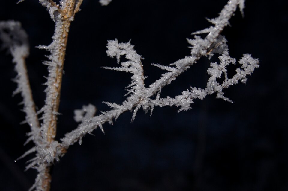 Grass branches cold