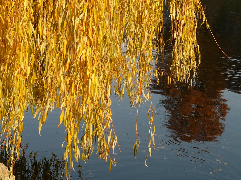 Salix alba pasture sali