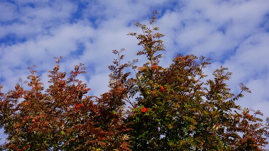 Rowan blue sky white clouds