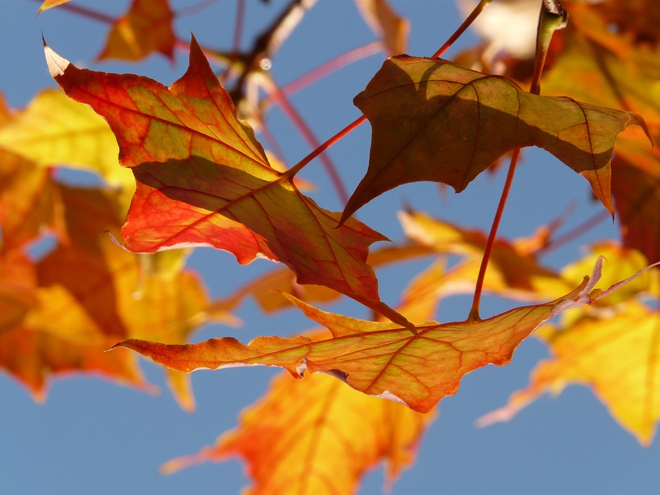 Maple maple leaf colorful
