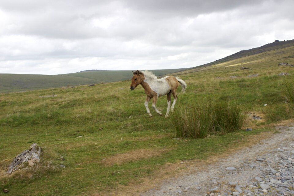 Foal wild horse baby horse