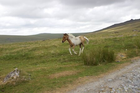 Foal wild horse baby horse