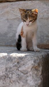 Kitten motley cute photo