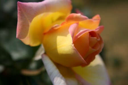 Bloom bud petals photo