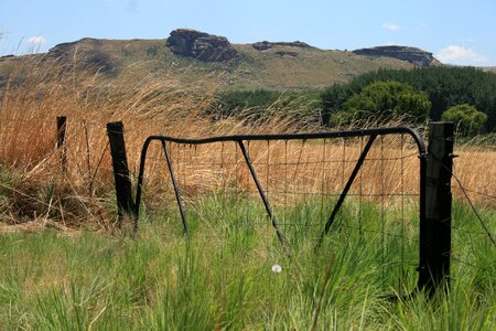 Tall grass bush mountain photo