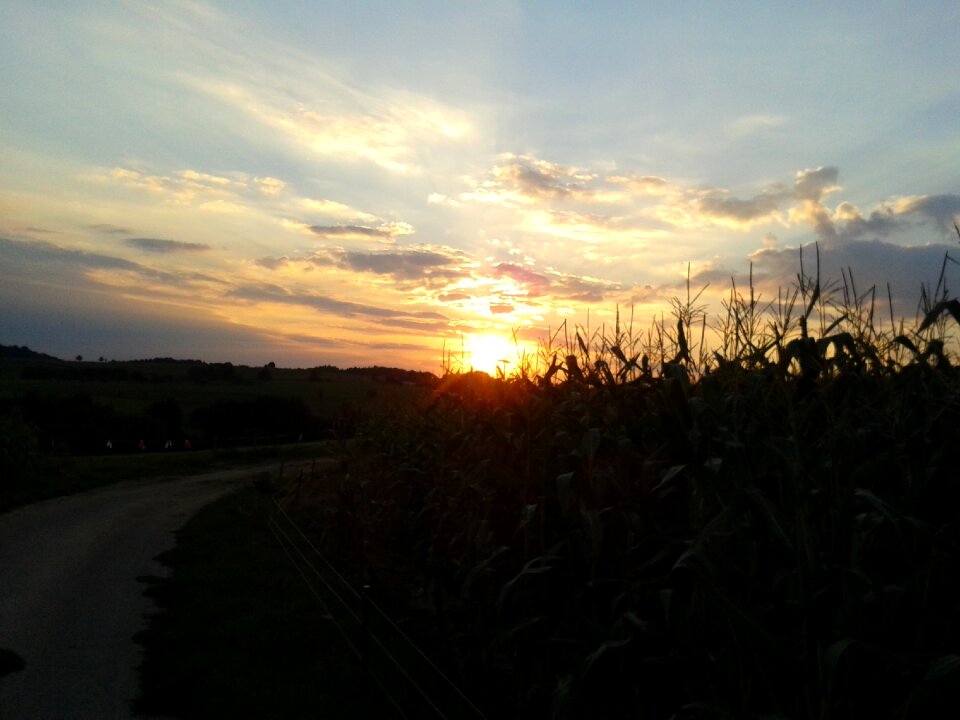 Cornfield sky landscapes