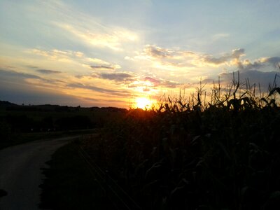 Cornfield sky landscapes