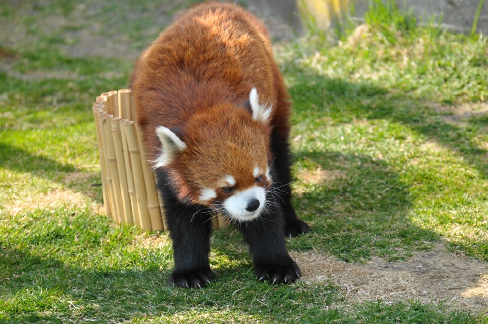 Red panda zoo cute animals