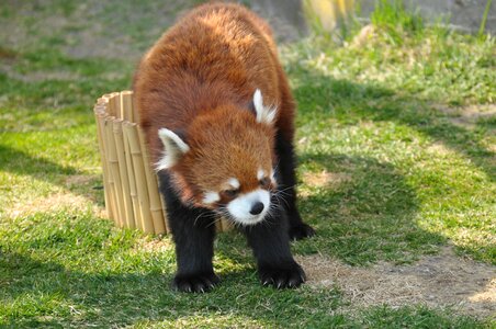 Red panda zoo cute animals photo