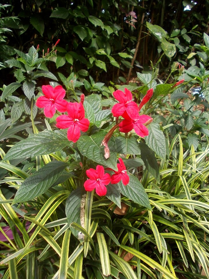 Peradeniya garden flowers