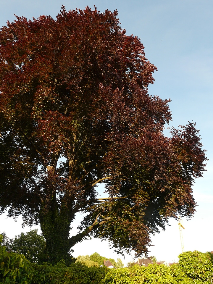 Fagus sylvatica purpurea f fagus sylvatica l atropunicea beech