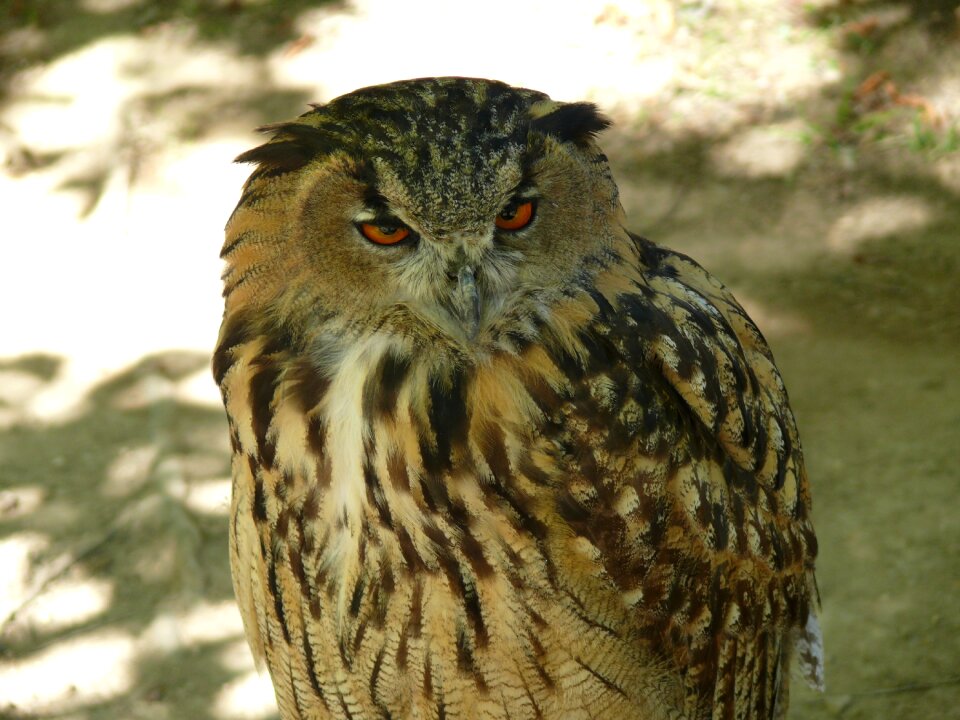 Night bird of prey birds of prey