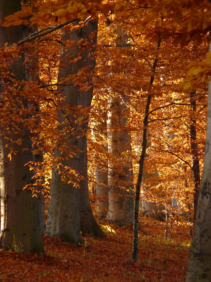 Golden october autumn october