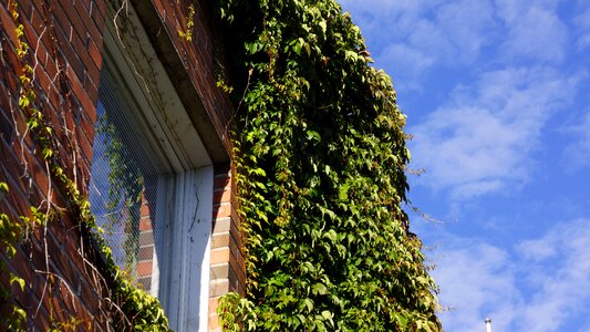 Virginia creeper grow along the wall reflected in the window photo