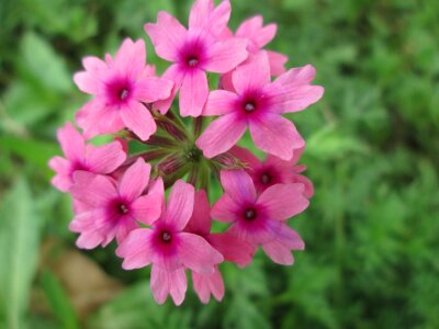 Garden plant pink