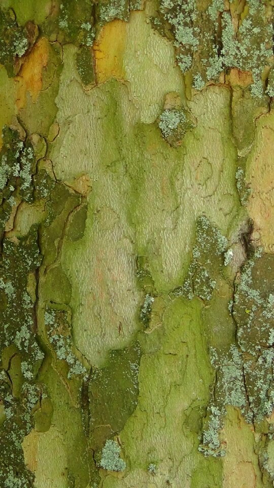 Tree nature structure