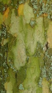 Tree nature structure