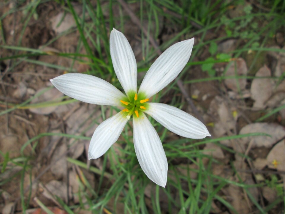 Garden plant white