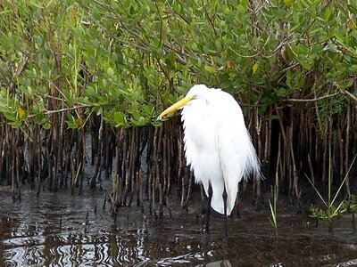 Nature florida birds