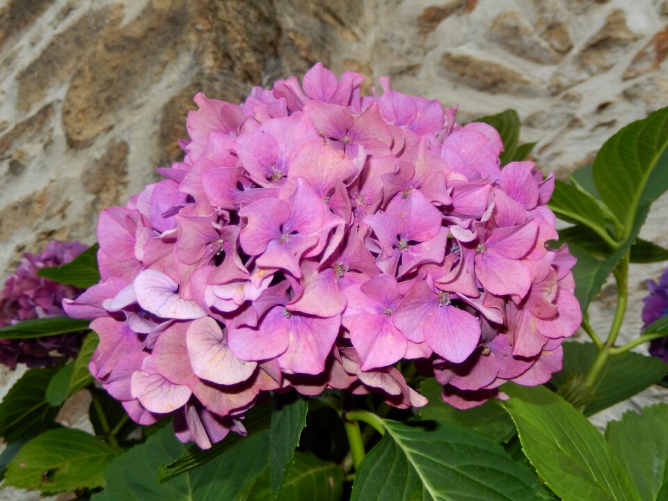 Hydrangea flowers nature