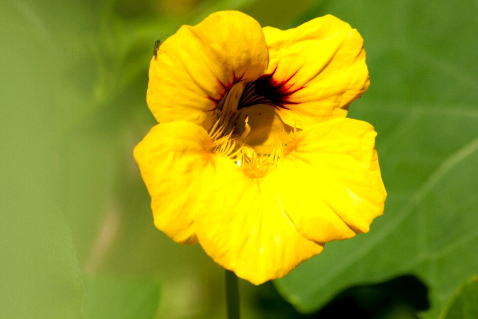Sepals nasturtium family brassicales