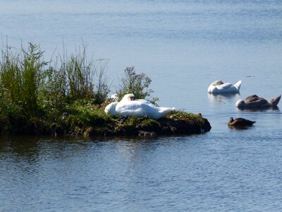 Swan baltic sea geltinger bakshi