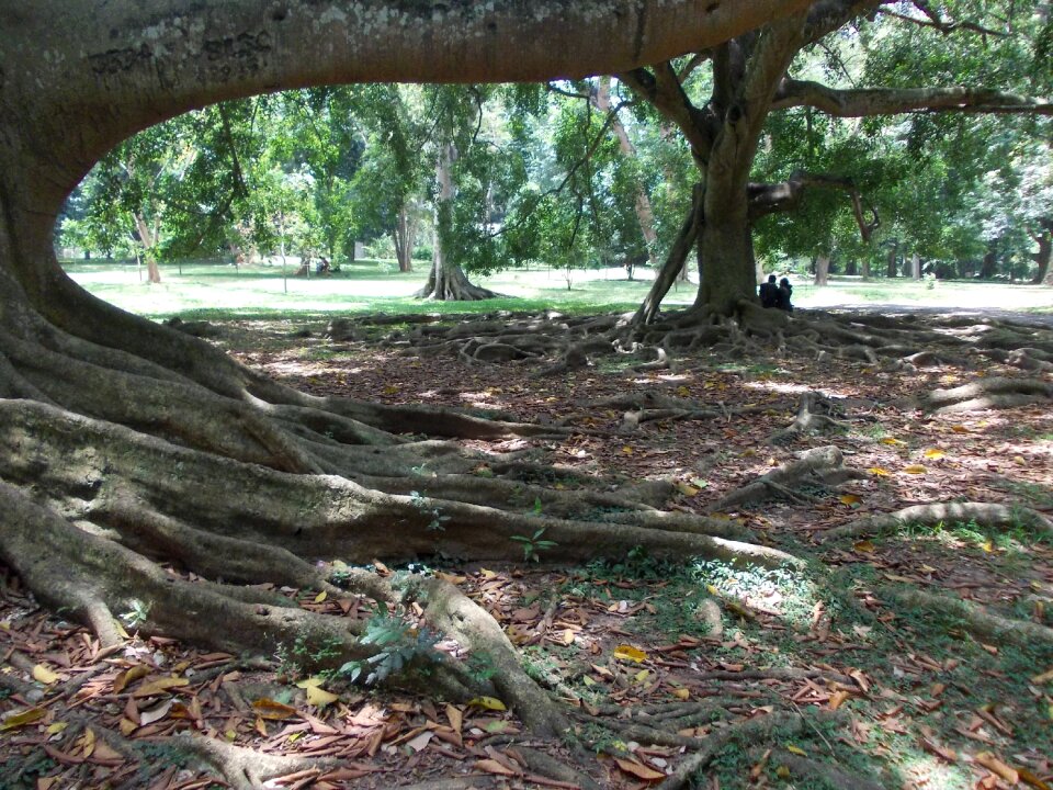 Sri lanka peradeniya ceylon